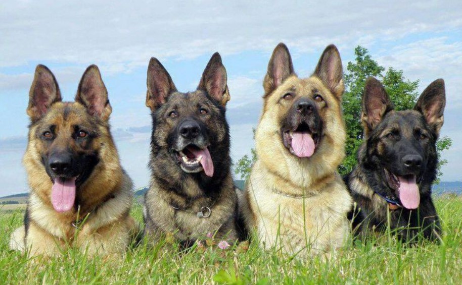 Cleveland German Shepherds Intro