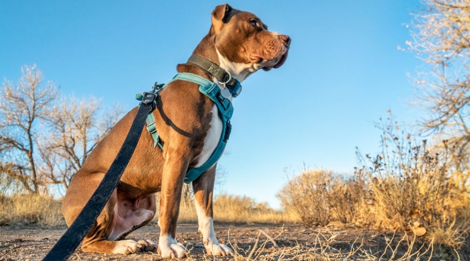 What Are The Different Types Of Dog Harness?